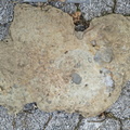 Brachiopods 