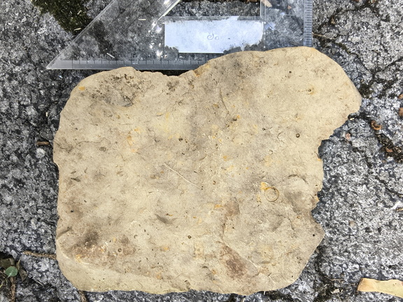 Brachiopods 