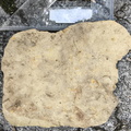Brachiopods 