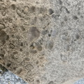 Brachiopods 