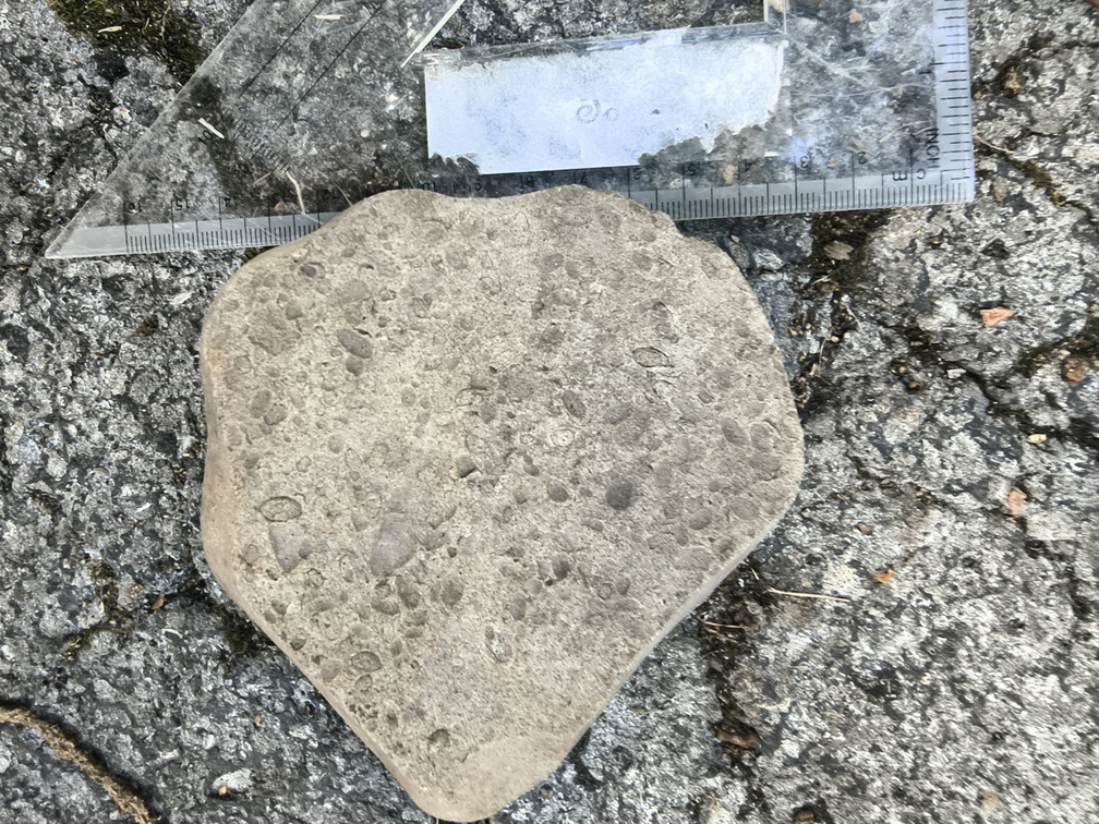 Brachiopods 