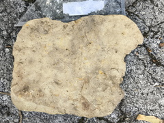 Brachiopods 