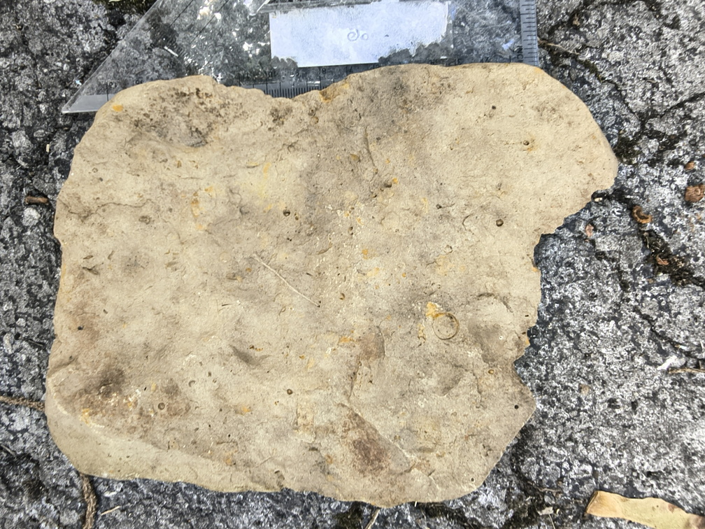 Brachiopods 