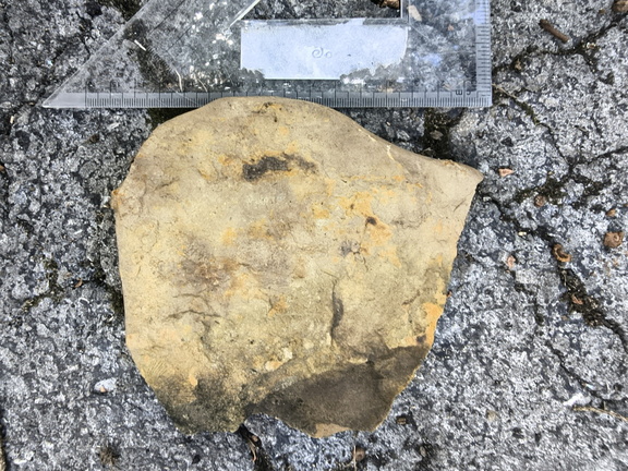 Brachiopods 