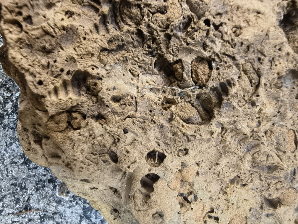 Fossil Soup 
