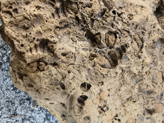 Fossil Soup 