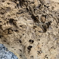 Fossil Soup 