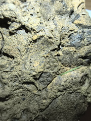 Fossil Soup 
