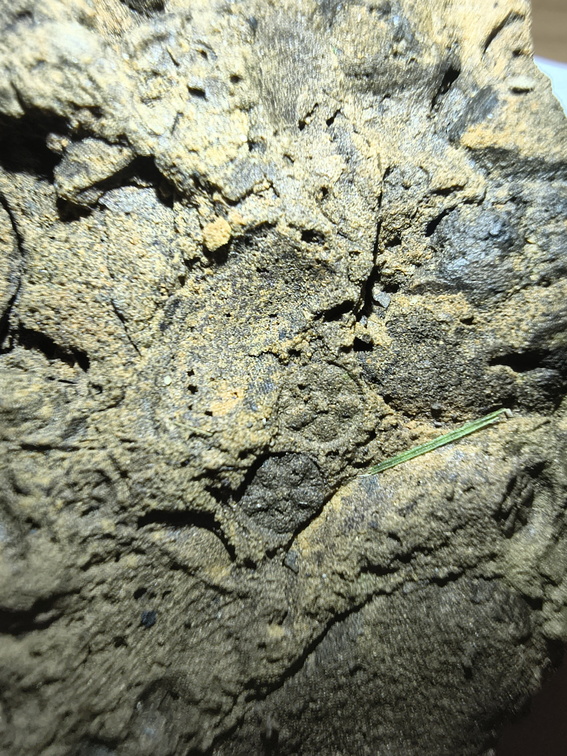 Fossil Soup 