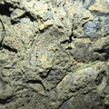 Fossil Soup 