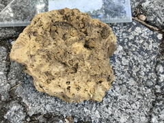 Fossil Soup 
