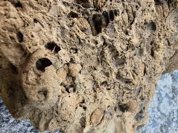Fossil Soup 