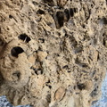 Fossil Soup 