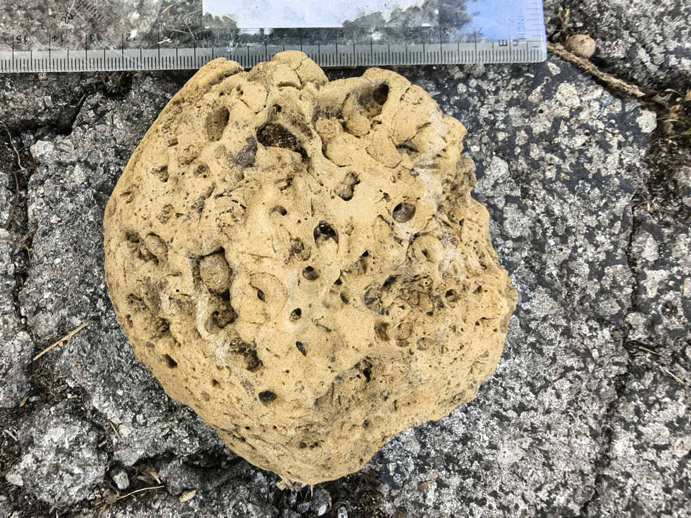 Fossil Soup 