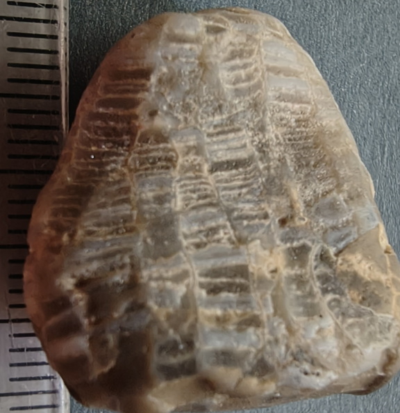 LE2 Favosites sp. Colonial Tabulate Coral