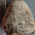 LE2 Favosites sp. Colonial Tabulate Coral
