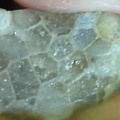 LE4 Favosites sp. Colonial Tabulate Coral