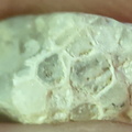 LE5 Favosites sp. Colonial Tabulate Coral