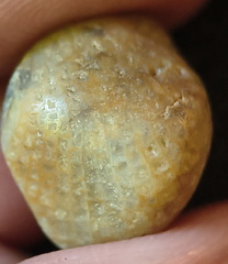 LE6 Favosites sp. Colonial Tabulate Coral