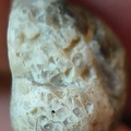 LE7 Favosites sp. Colonial Tabulate Coral