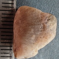 LE7 Favosites sp. Colonial Tabulate Coral