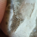 LE9 Fenestella sp.Colonial Stenolaemate Bryozoan