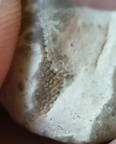 LE9 Fenestella sp.Colonial Stenolaemate Bryozoan
