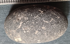 LE13 Crinoidal Packstone Mixed Crinoid Columnals and Ossicles