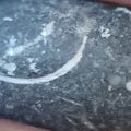 LE13 Crinoidal Packstone Mixed Crinoid Columnals and Ossicles
