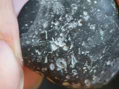 LE11 bryozoans, crinoids, brachiopod fragments, tabulate Coral cf. Thamnopora