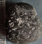 LE11 bryozoans, crinoids, brachiopod fragments, tabulate Coral cf. Thamnopora