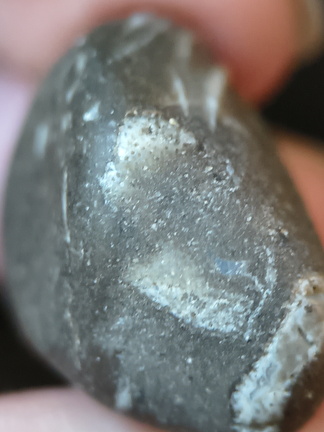 LE10 Fossil Packstone Worn specimen containing possible crinoids, bryozoan fragments  and brachiopod shell material