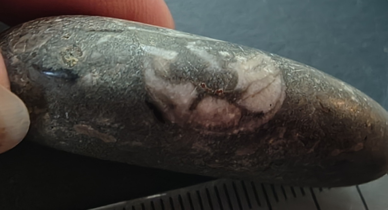 LE12 Orthoconic Cephalopod