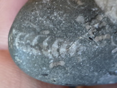 LE12 Orthoconic Cephalopod