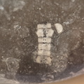 LE19 Crinoid Columnal