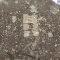  LE21 Crinoid Columnal