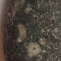 LE20 Crinoid Columnal (includes Pentalobate Lumen Cross-Section)