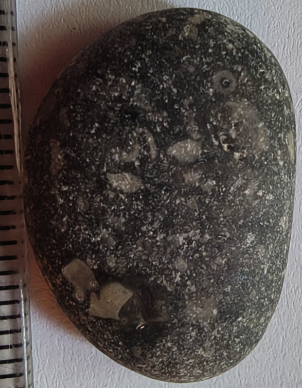 LE20 Crinoid Columnal (includes Pentalobate Lumen Cross-Section)