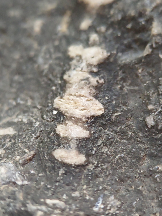 LE23 Crinoid Segments