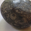 LE24 Crinoidal Packstone containing numerous crinoid columnals