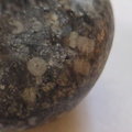 LE24 Crinoidal Packstone containing numerous crinoid columnals