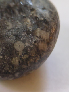 LE24 Crinoidal Packstone containing numerous crinoid columnals
