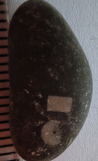LE29 Crinoid Fragments