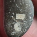 LE29 Crinoid Fragments