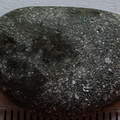 LE26 Crinoid Fragments