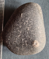 LE15 Crinoid Piece