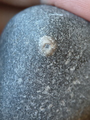 LE15 Crinoid Piece