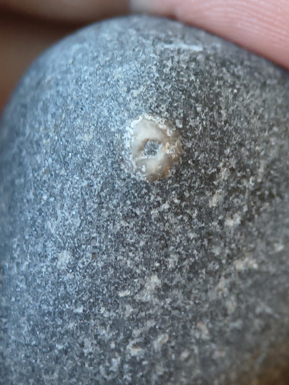 LE15 Crinoid Piece