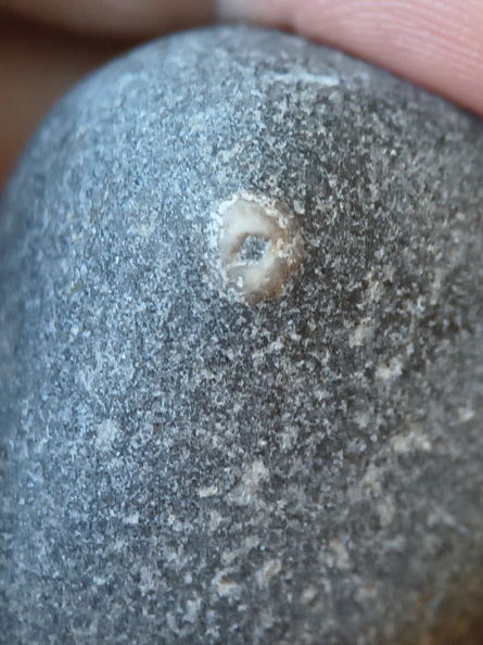 LE15 Crinoid Piece
