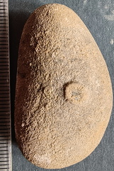 SRT1 Crinoid Columnal 